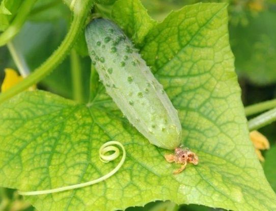 แตงกวาสด