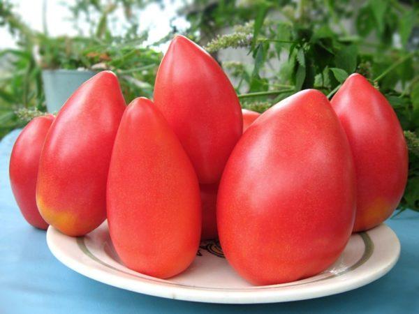 Tomate Ob Domes