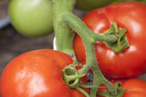 มะเขือเทศสุก