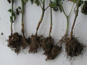 จะทำอย่างไรหากต้นกล้ามะเขือเทศเป็นโรคขาดำ: มาตรการควบคุมและการรักษา