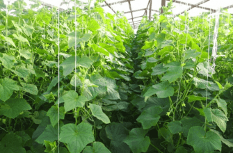 แตงกวาในเรือนกระจก