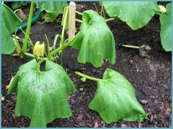 feuilles de concombre