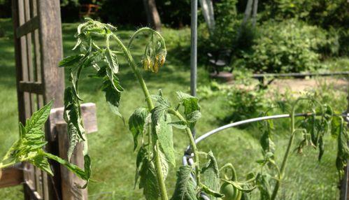 การเหี่ยวของมะเขือเทศ