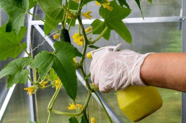 Pulvérisation des concombres