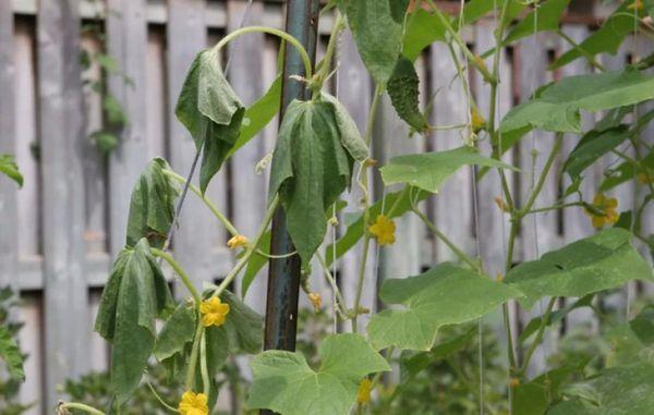 Concombres fanés