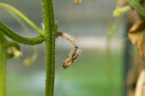 Flétrissement verticillien du concombre