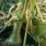 ลำต้นแห้ง