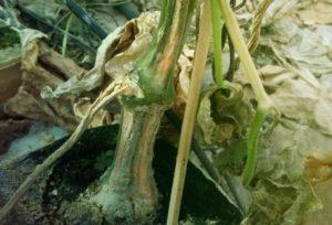 การรักษาโรคเหี่ยวจากเชื้อราฟูซาเรียมในแตงกวาด้วยวิธีการรักษาและยาพื้นบ้าน