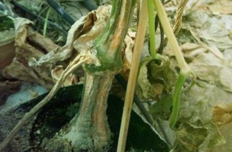 ลำต้นแห้ง