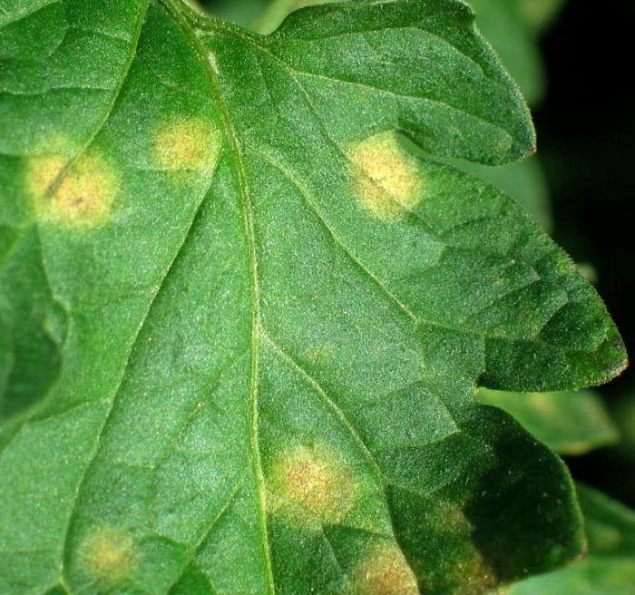 จุดบนใบ