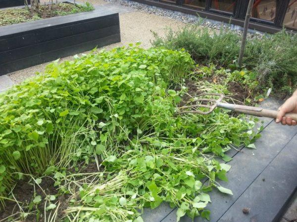 engrais vert en pleine terre