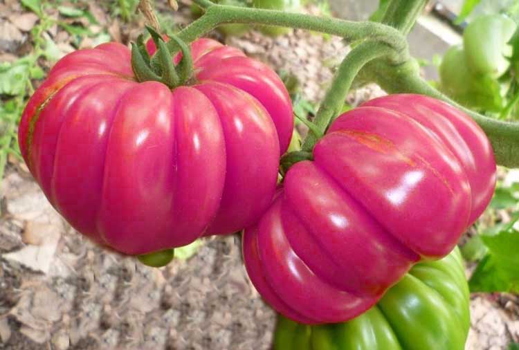 ตะกร้าเห็ด