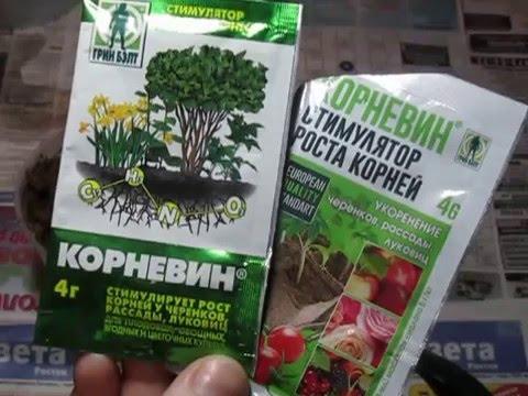 Stimulateur de croissance Kornevin