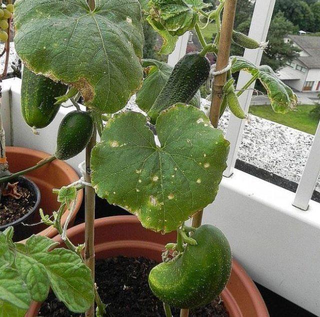 concombres sur le balcon