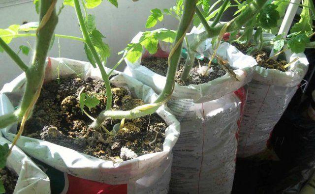 มะเขือเทศในถุง