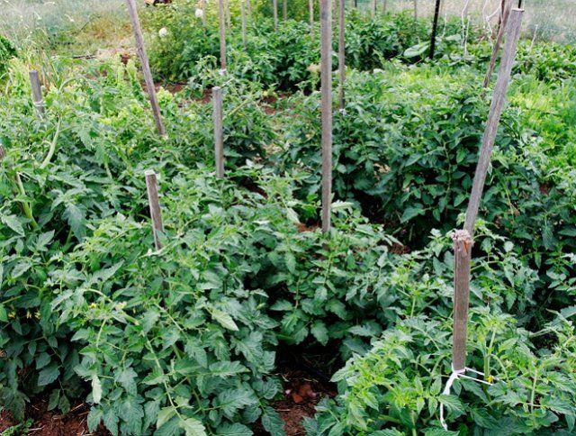 มะเขือเทศการ์เตอร์