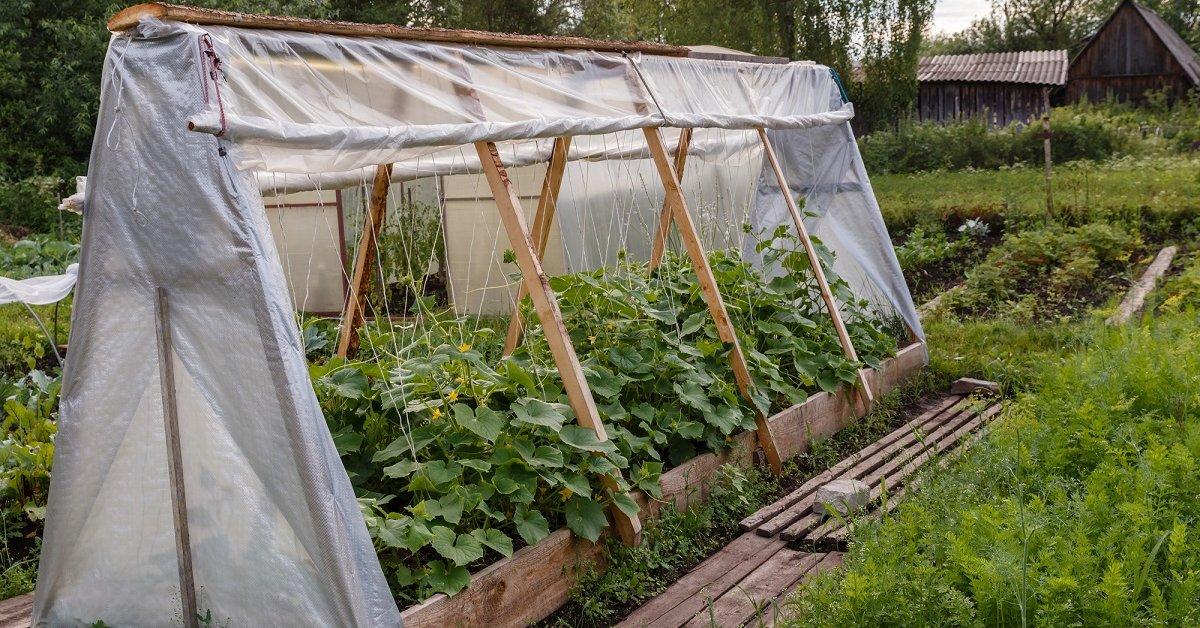 โรงเรือนปลูกแตงกวา