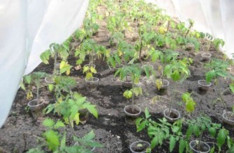 ต้นกล้าของมะเขือเทศเริ่มเปลี่ยนเป็นสีเหลือง