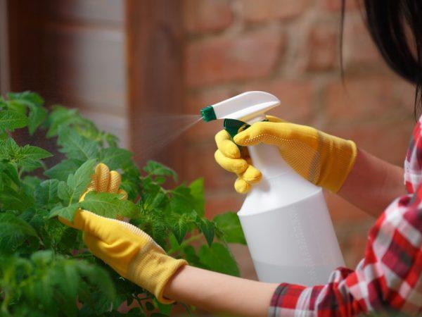 การให้อาหารมะเขือเทศ