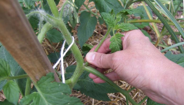 ต้นมะเขือเทศ