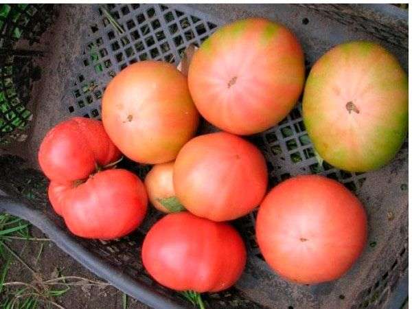 มะเขือเทศในตะกร้า