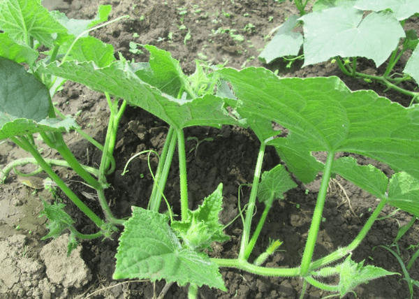 Concombres dans le jardin