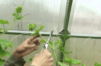 การบีบแตงกวา