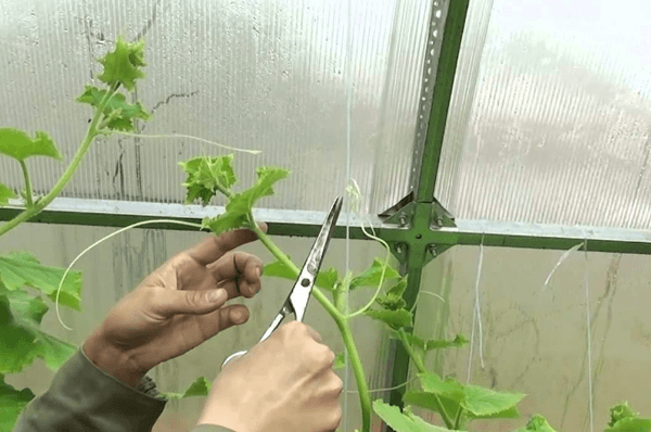 Pincer les concombres