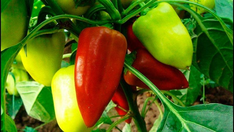 พริกไทยวิคตอเรีย