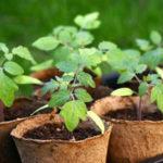 ต้นกล้ามะเขือเทศในกระถาง