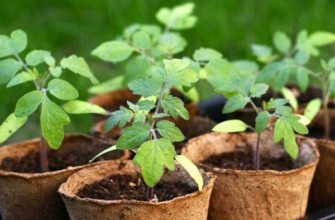 ต้นกล้ามะเขือเทศในกระถาง