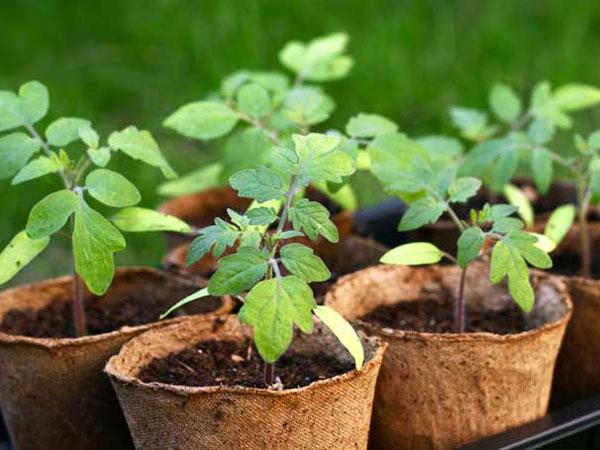 ต้นกล้ามะเขือเทศในกระถาง