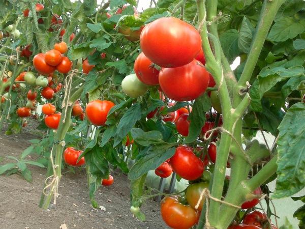 buisson de tomates en pleine terre