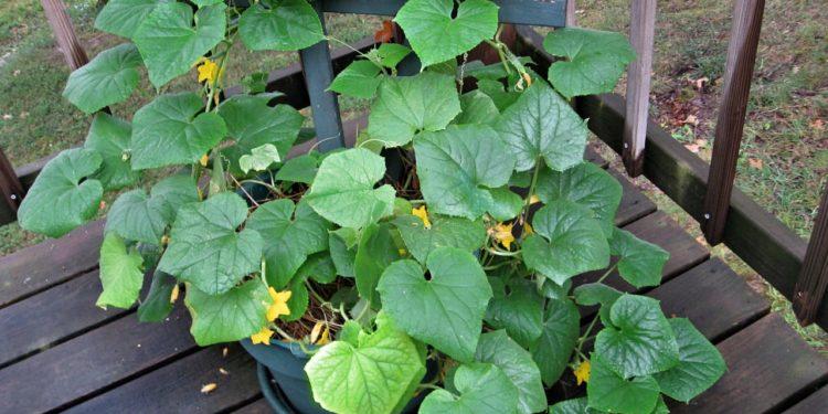concombres sur le balcon
