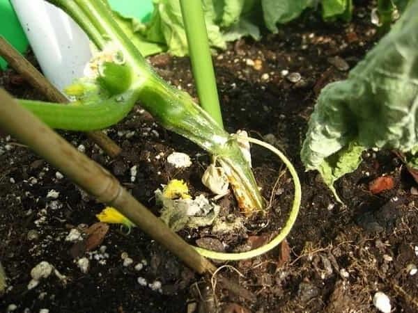 La pourriture et ses types