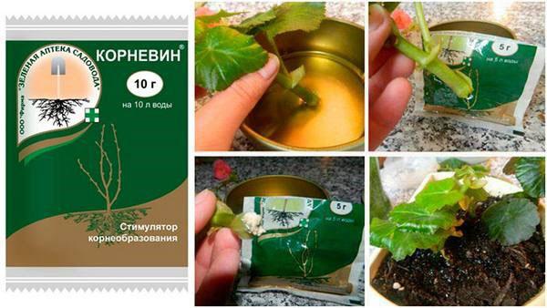 application de Kornevin