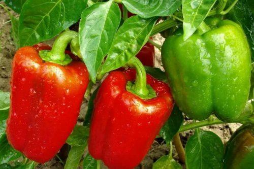 พริกอะกาโปฟสกี้