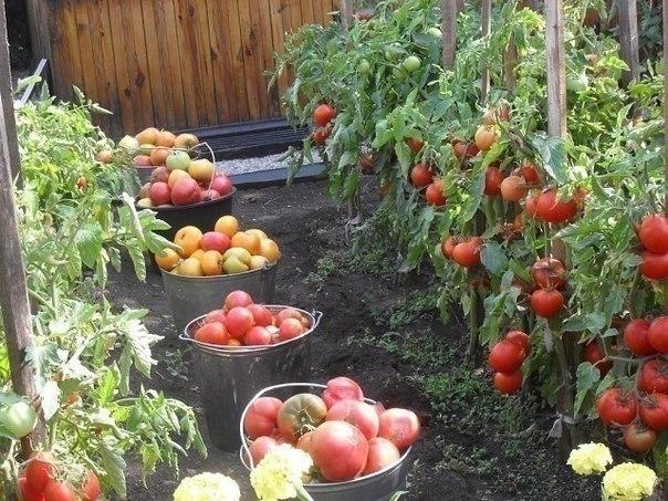 มะเขือเทศในถัง