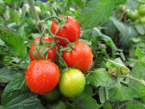 buisson de tomates sans pépins