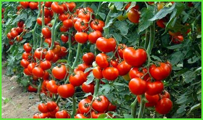 มะเขือเทศสำหรับเรือนกระจก