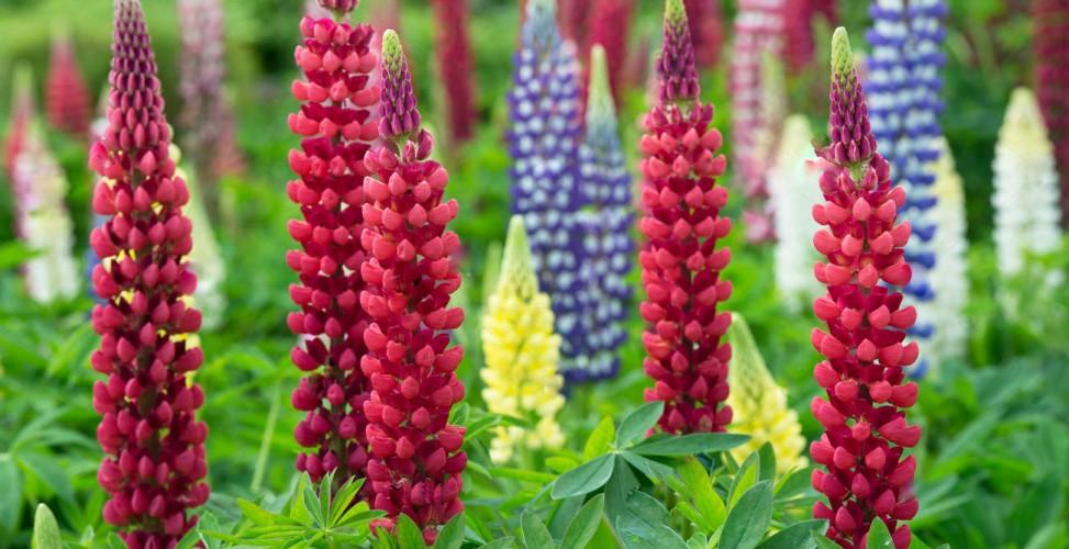 ดอกลูพิน