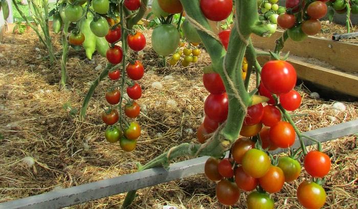 มะเขือเทศเชอร์รี่