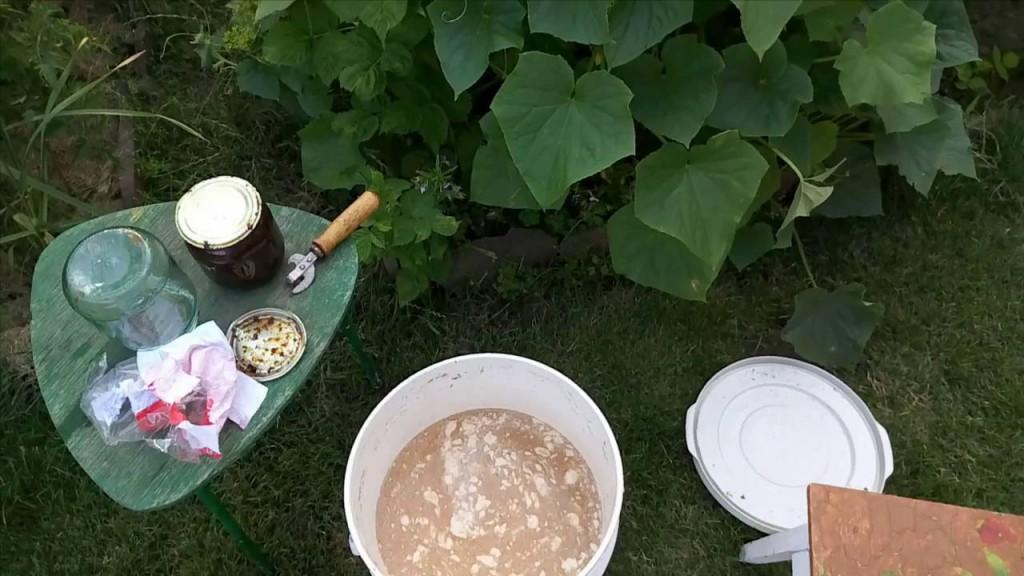 การให้อาหารมะเขือเทศ