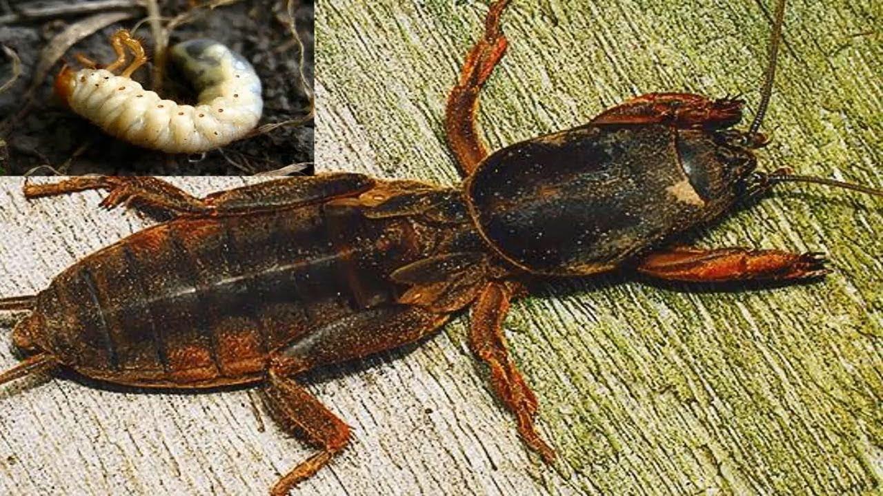 Courtilières sur concombres