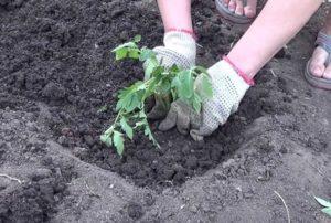 À quelle profondeur faut-il planter les graines de tomates ?