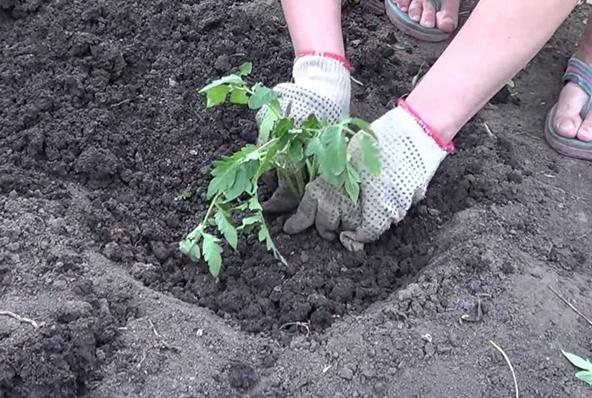 การปลูกต้นกล้ามะเขือเทศ