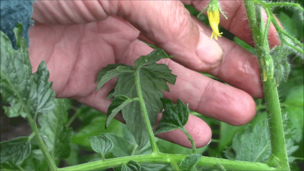 วิธีการเด็ดมะเขือเทศ