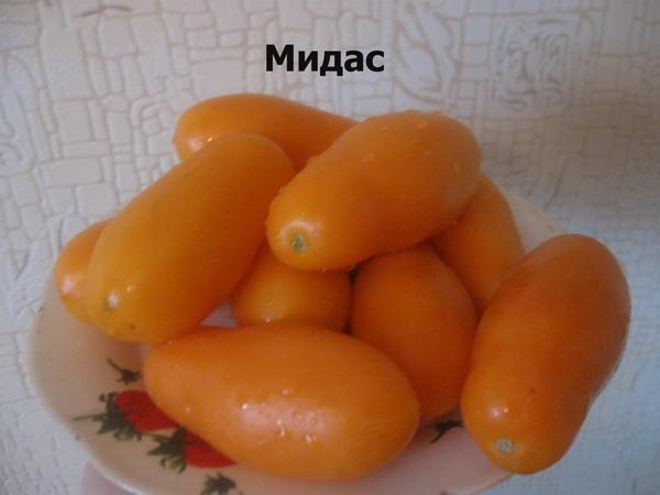 Tomate Midas
