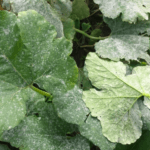 ใบแตงกวา