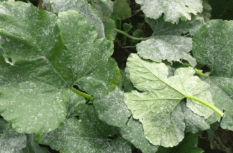 ใบแตงกวา